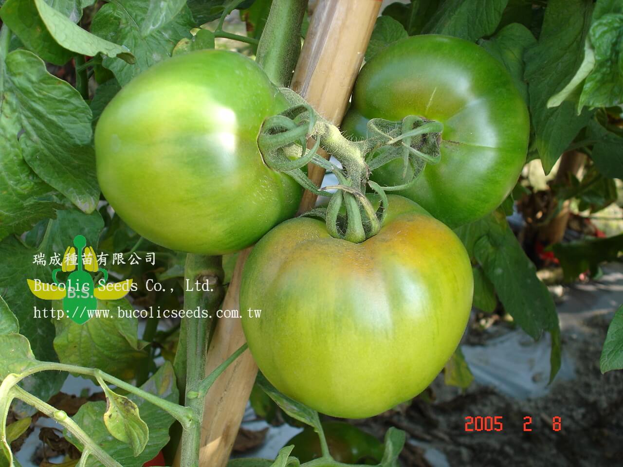N瑞成黑柿番茄 1105 紅仙